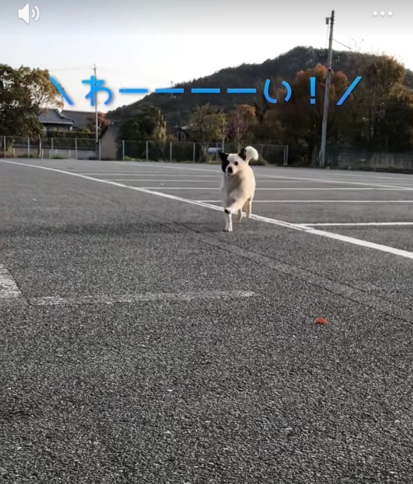 駆け寄る野良犬