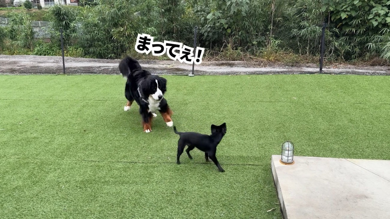 どんちゃんとジジくんのふれあい7