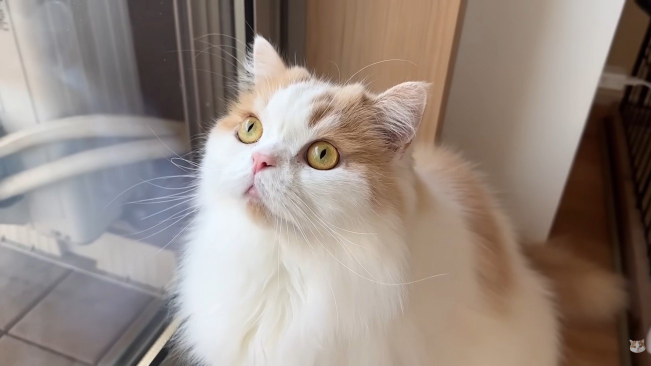 怒られたポテチくん9