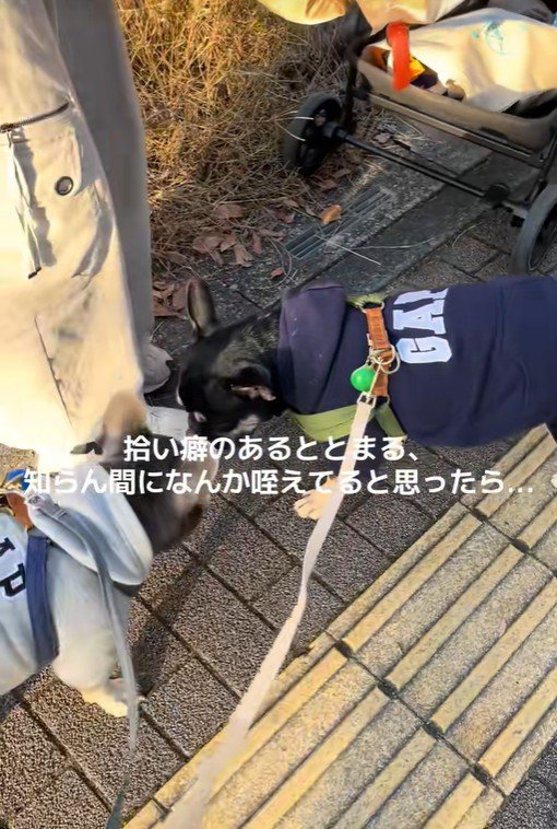 おしゃぶりを拾ったととまる君