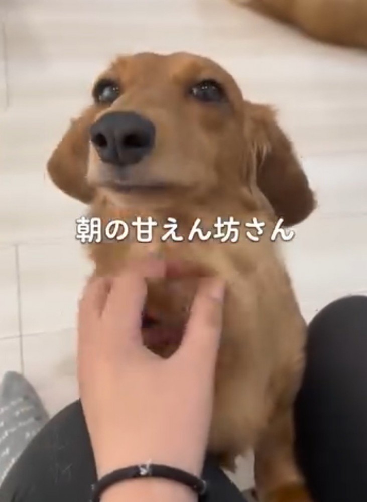 ミニチュアダックスフンドの首を撫でる飼い主