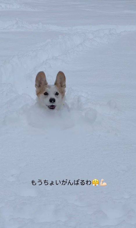 雪に埋もれるポムちゃん8