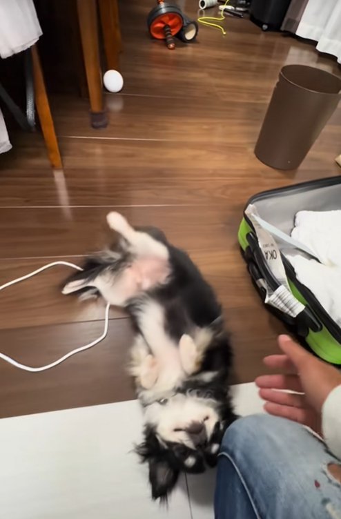床に降ろされた小型犬