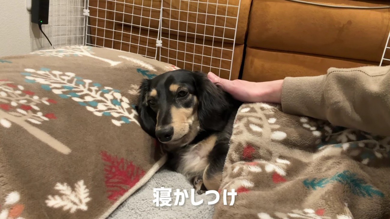 寝かしつけが日課に♡