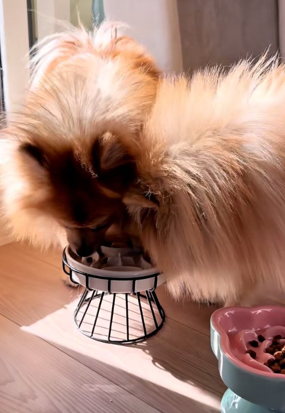 ずんだ君のご飯を食べるテディ君