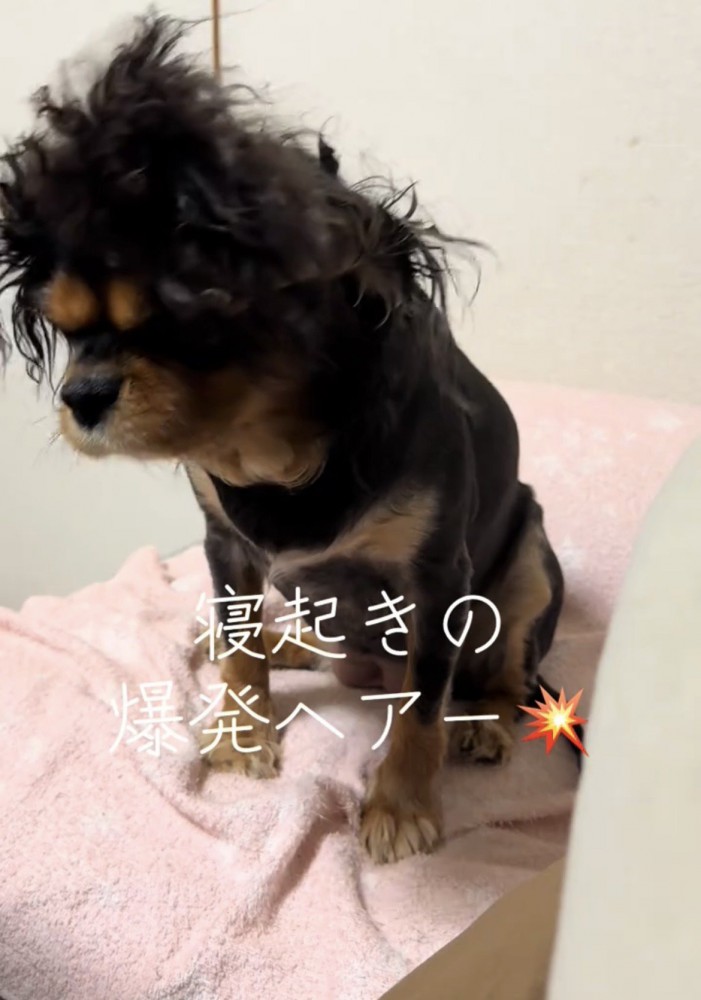 頭をうつむけた犬の乱れた髪
