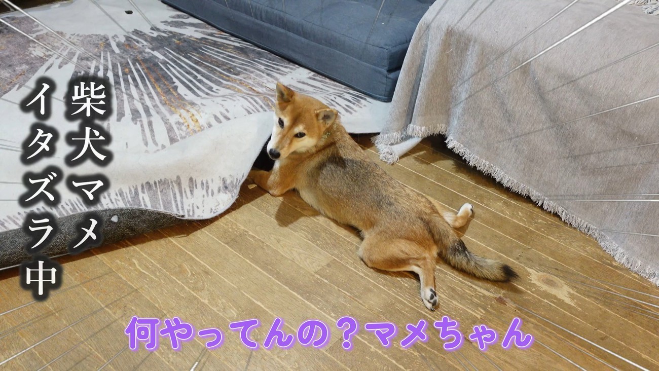 マメちゃんを叱ったら…