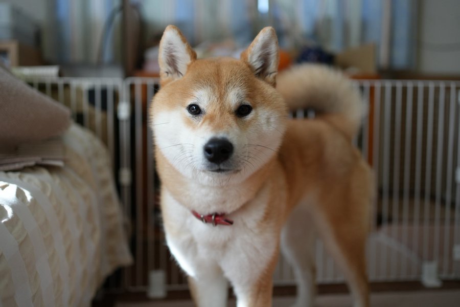 凛々しい