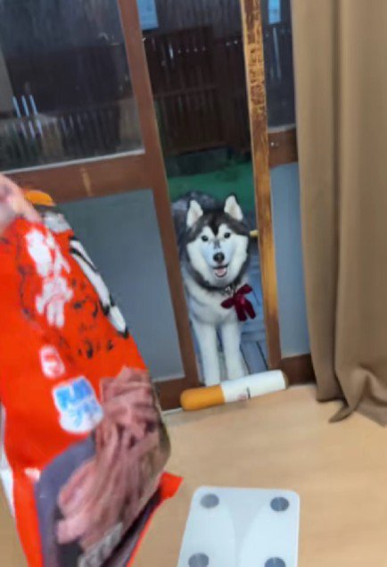 おやつで釣ってみると…