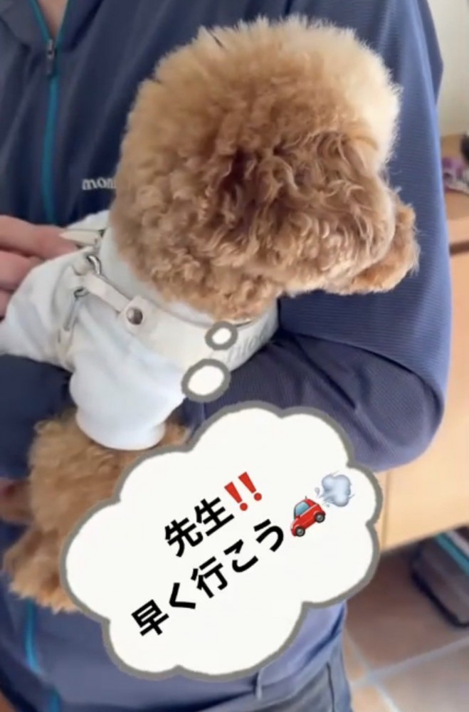 抱っこされる犬