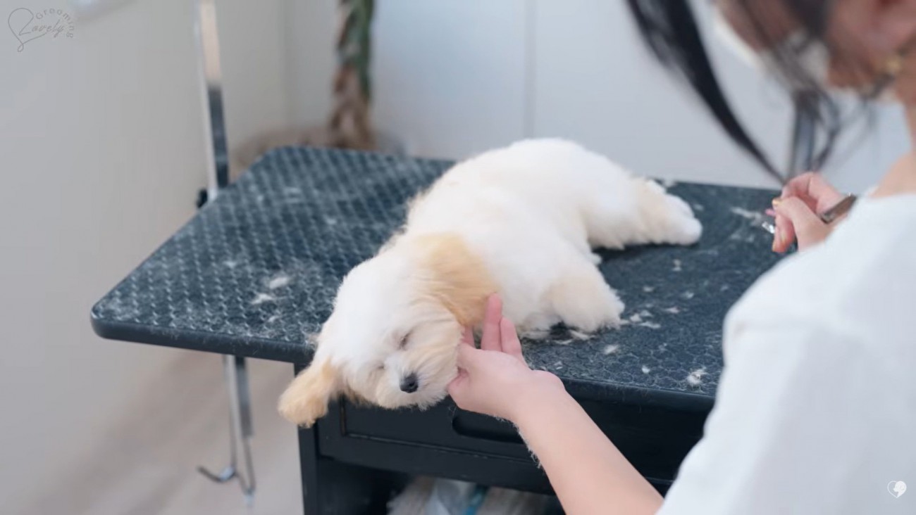 ぐっすり眠るぽぬちゃん