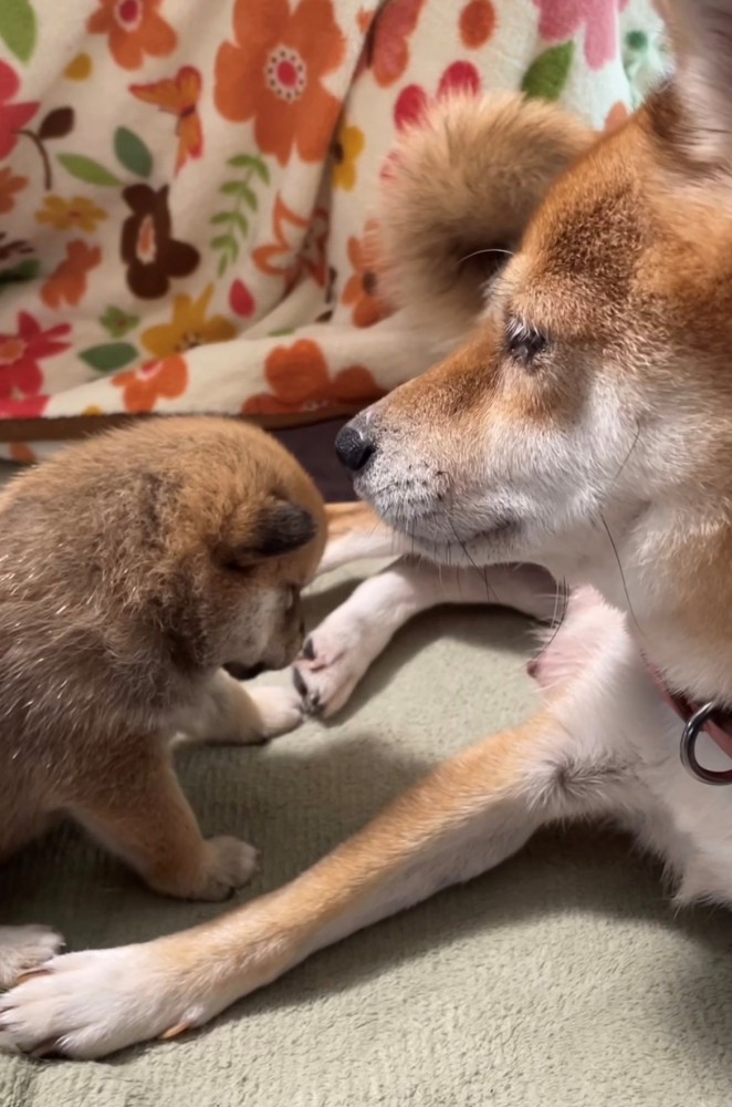 向かい合っている犬の親子
