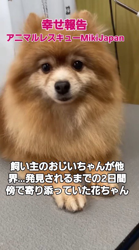 伏せをしてカメラを見つめる犬