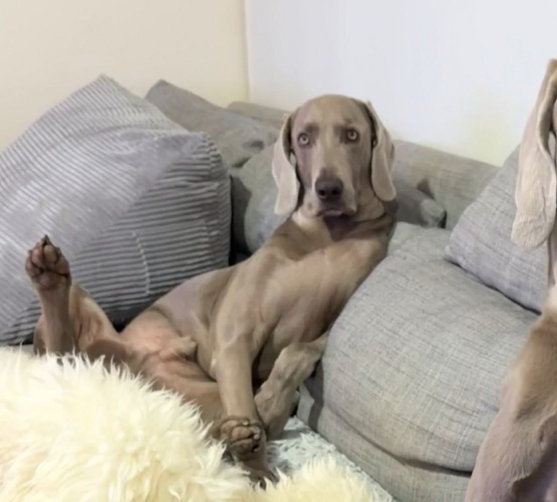 仰向けでくつろぐ犬