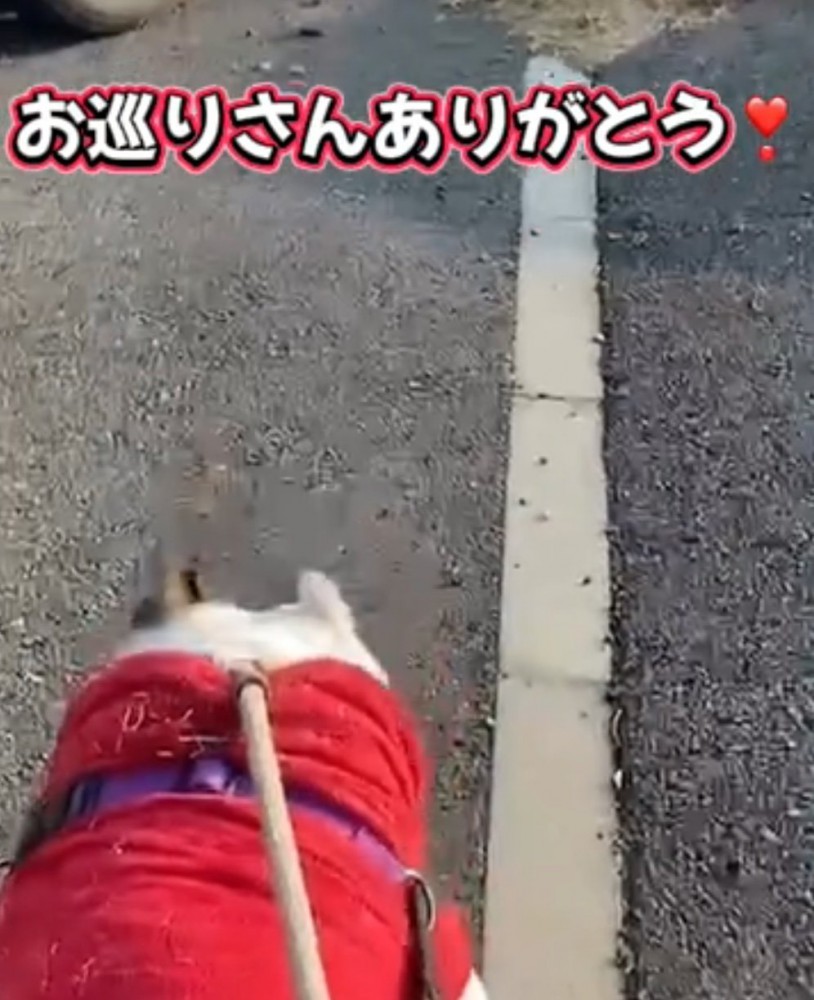 見つめる犬