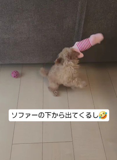 ソファーの下で遊んだり…