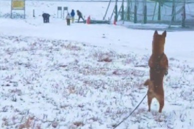 ミーアキャットのよう