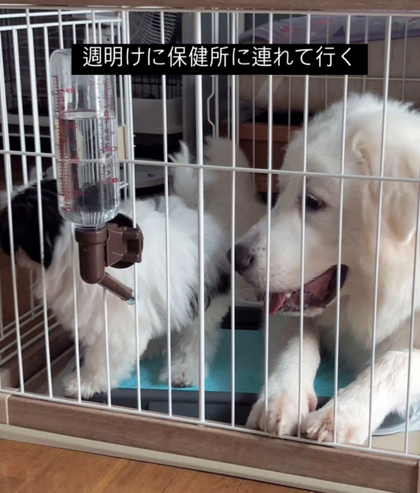 ケージの中で寄り添う2匹と見守る犬