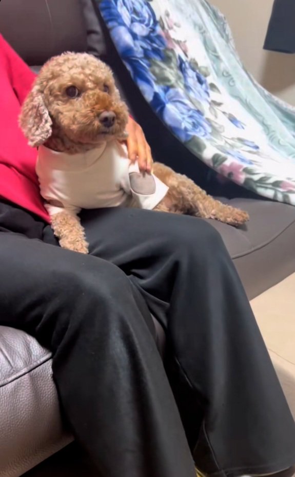 得意顔の茶々丸くん