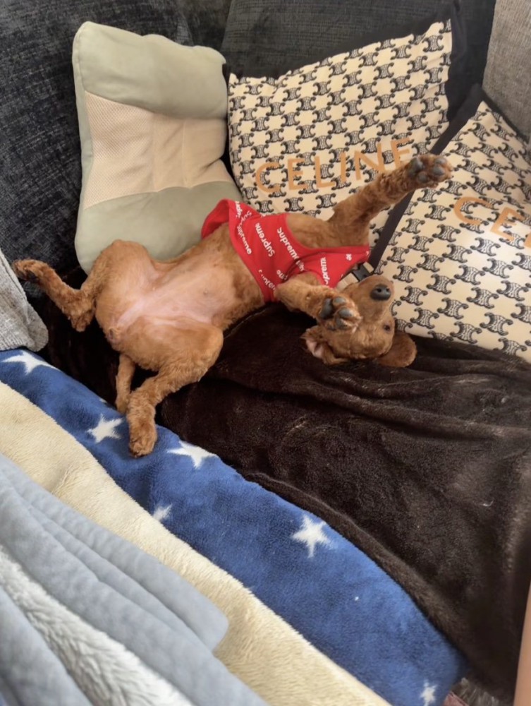 愛おしくなる3ミリカット