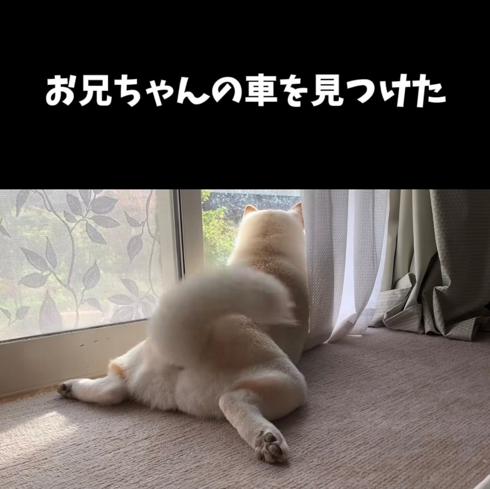 窓の外を見ながら尻尾を振る犬