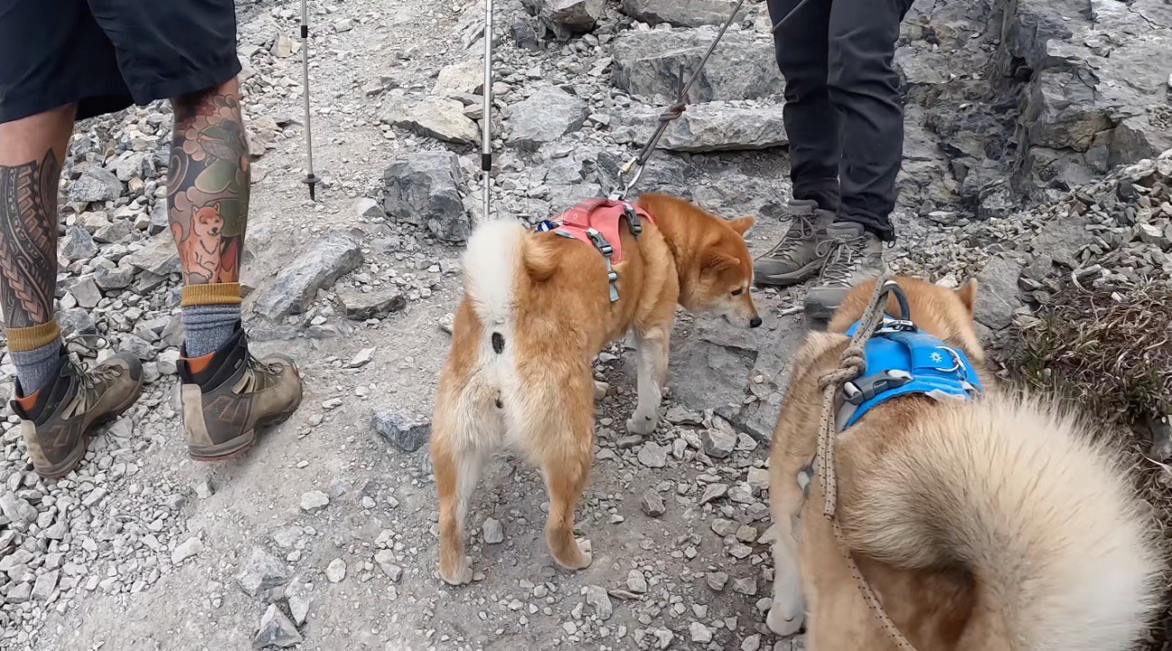 足に犬のタトゥーが入った男性のそばに立つ2頭の犬