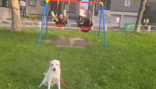 ブランコを漕いでいる2人の男の子と、男の子たちの近くで座っている犬