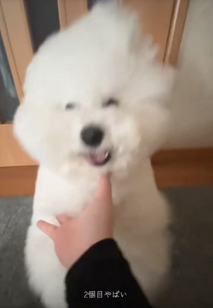 手を振り下ろす犬