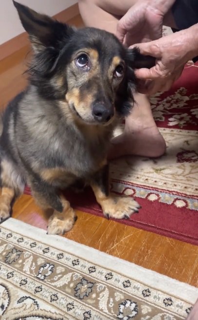 また上目遣いになるマックくん