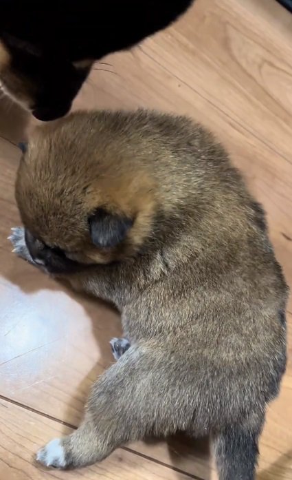 赤ちゃん犬に近づく黒柴