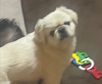ドヤ顔