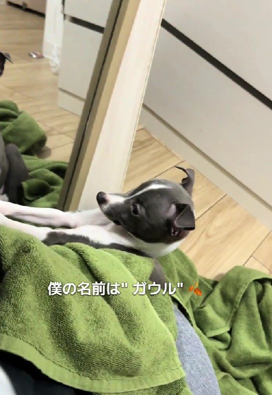 あるわんこの成長記録