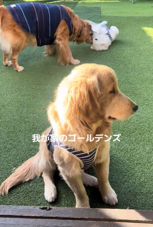 しろ君の同居犬たち2