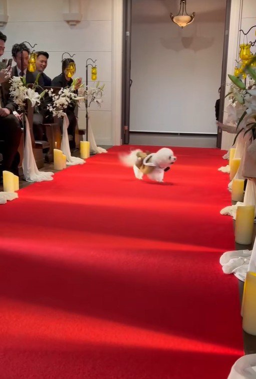 ミロちゃんがリングドッグに挑戦3