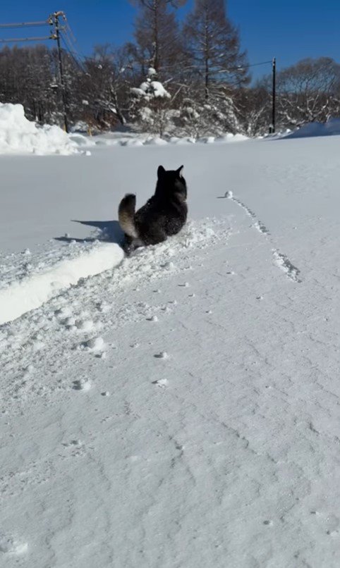 ももちゃんの雪遊び9