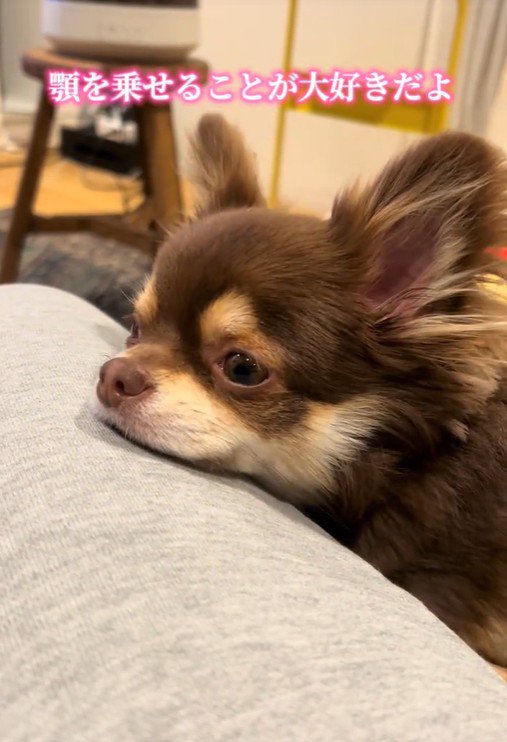 お膝にあご乗せ♡