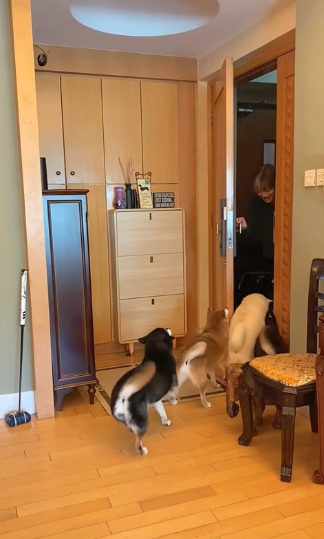 柴犬4匹の熱烈歓迎4