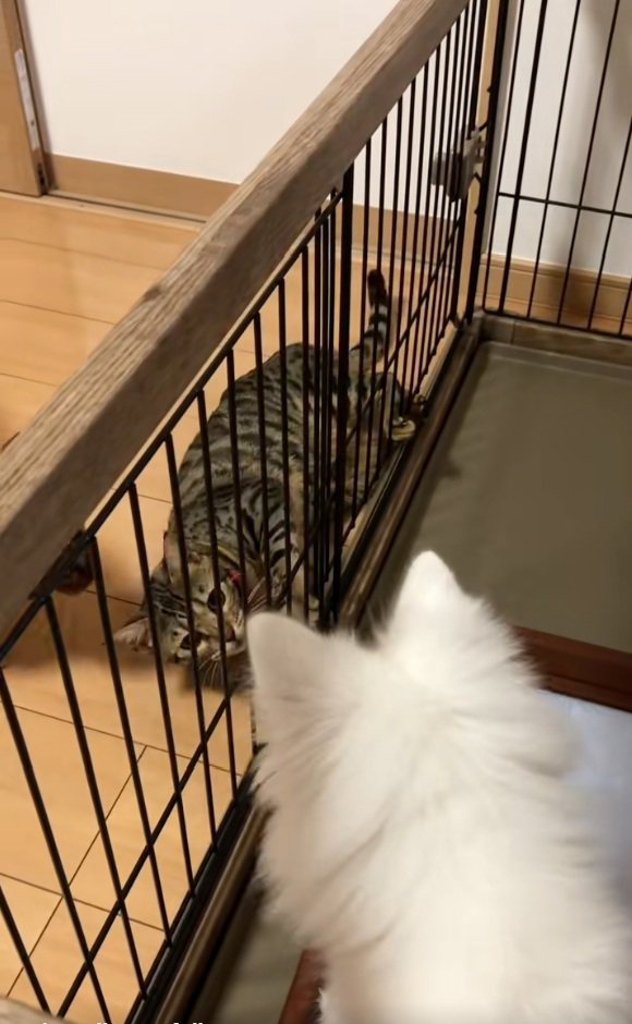 目を合わせる2匹