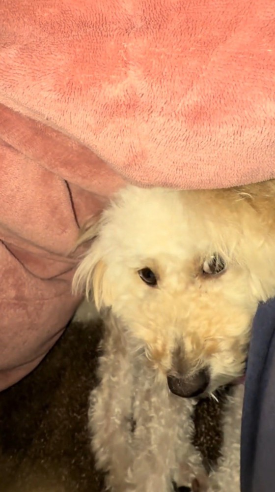 毛布を捲られて顔を上げる白い犬