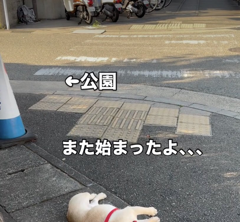 帰る気がない犬がいる…？