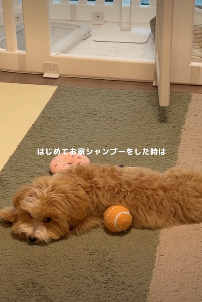 少し疲れた様子の子犬