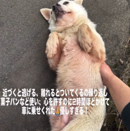 捕獲に苦労…