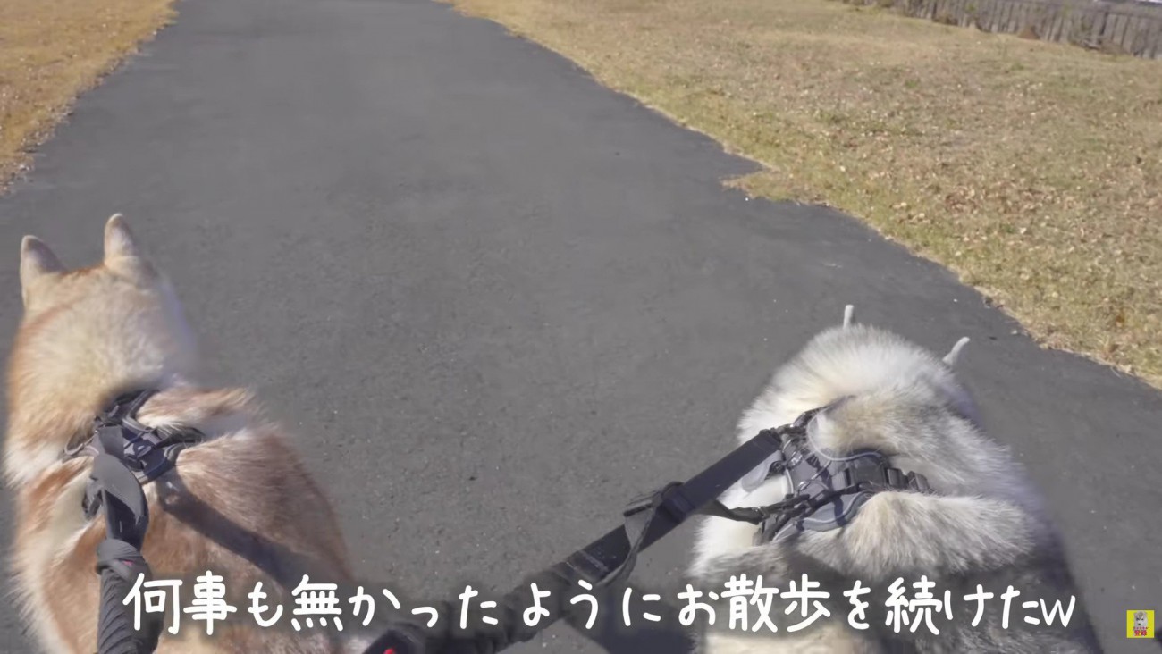 散歩継続する2匹に爆笑♪