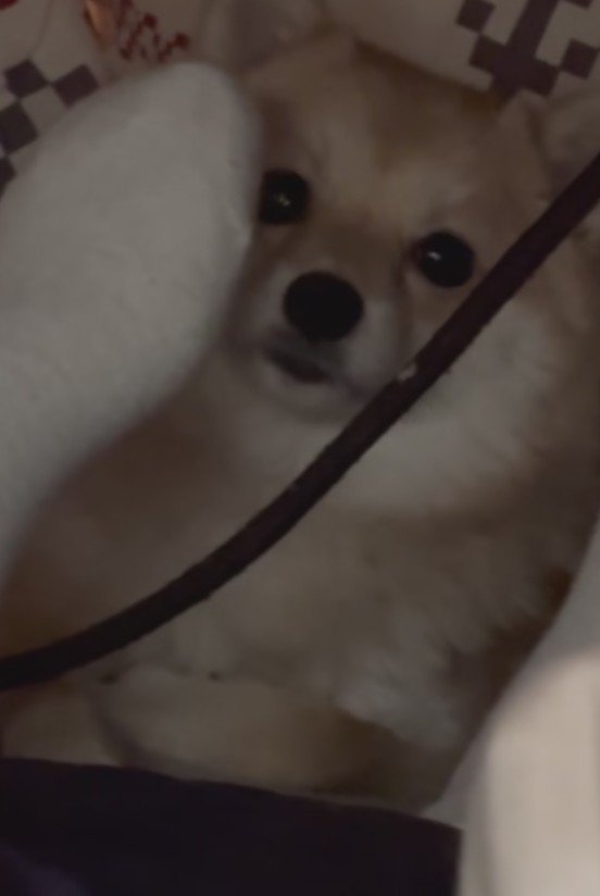 「え…見てた…？」