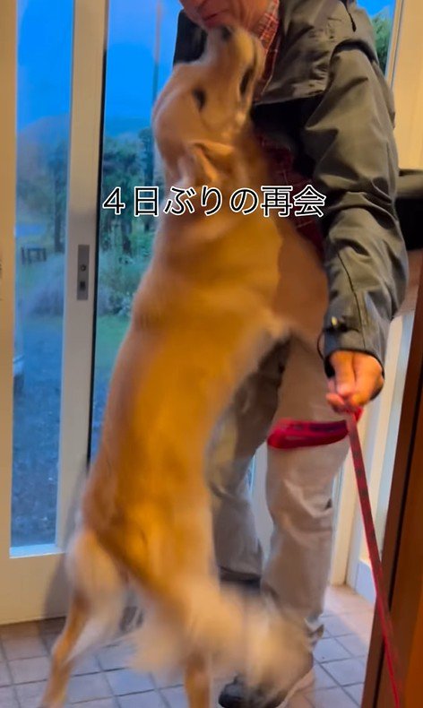 ざらめちゃんとパパの再会8