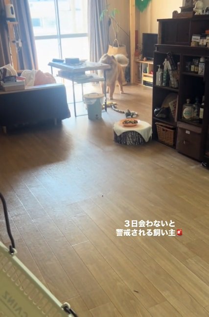 遠くから観察するうーちゃん