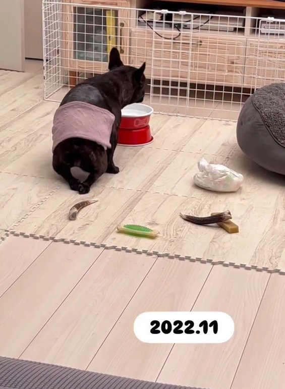 後ろ足にマヒが残ったあずきちゃん