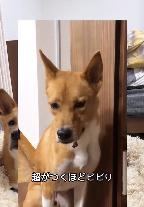 ビビりな明智くん