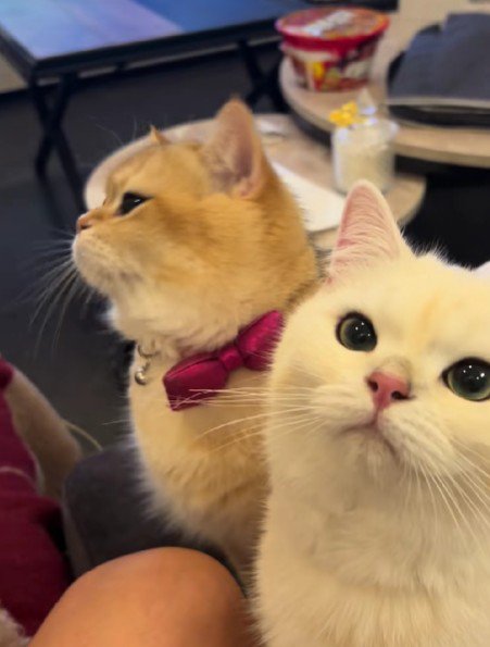 圧すらも可愛い♡