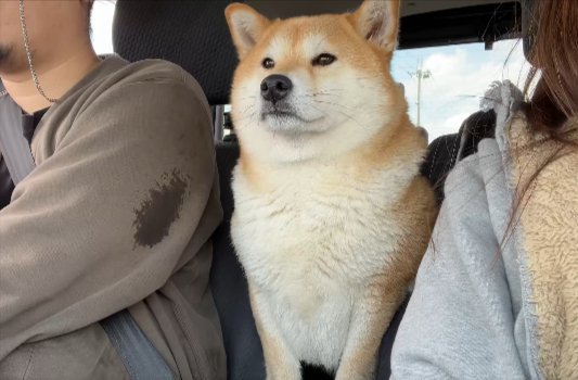 ひょっこり